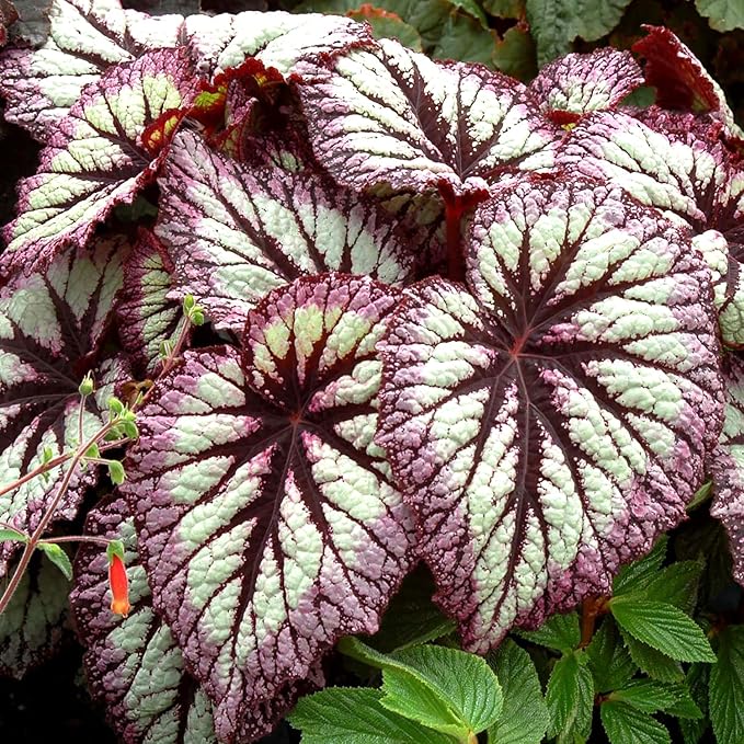 Coleus Seeds - Non-GMO Heirloom Seeds for Planting Powder Edge Blade Coleus Plants Rare Flower & Herb Low-Maintenance