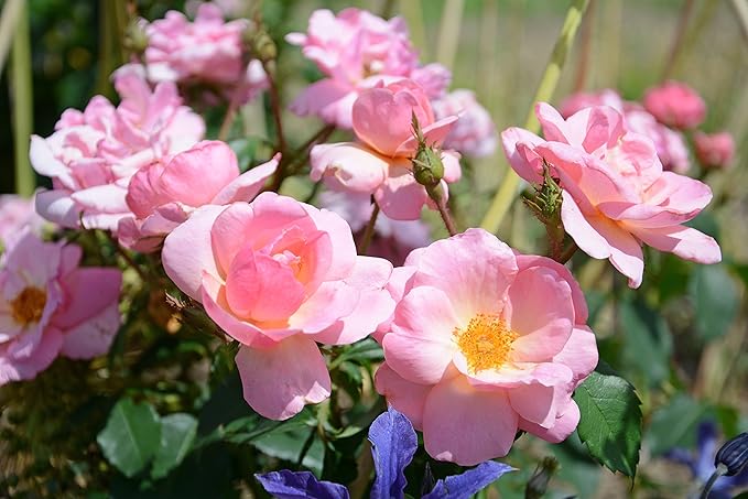 Green Promise Farms KOROSPCHK Rosa Peachy Knock, 3-Size Container, Peach Flowers