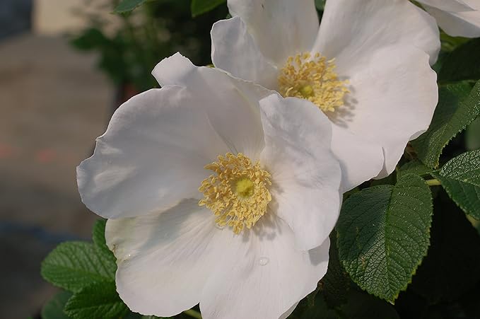 Rosa rugosa 'Alba' (White Rugosa Rosa) Rose, white flowers, #3 - Size Container