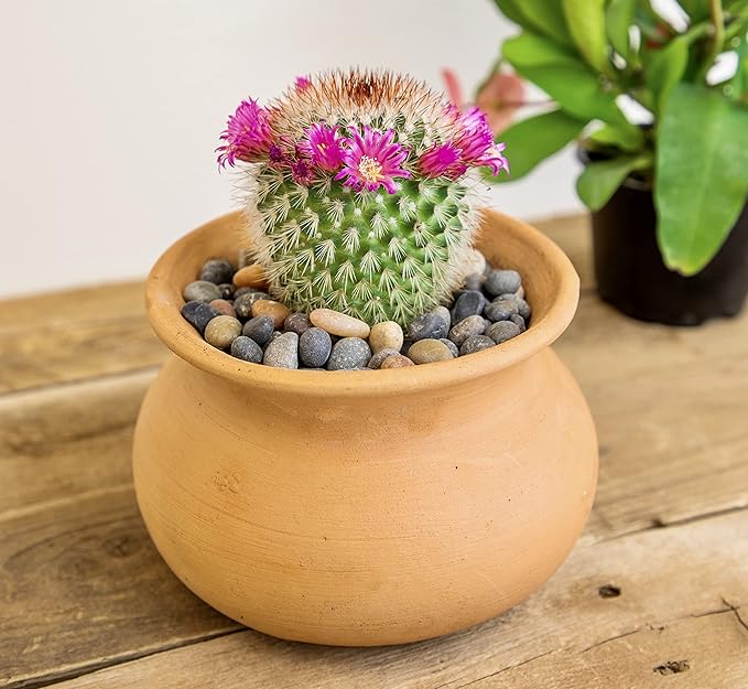 Altman Plants, Assorted Cactus Plants Live Cactus Decor (12PK), Cactus Plant Live Succulents Plants Live in Cactus Soil Potting Mix, Live Cacti Plants Live Succulent Plants Live Plants in Cactus Pot