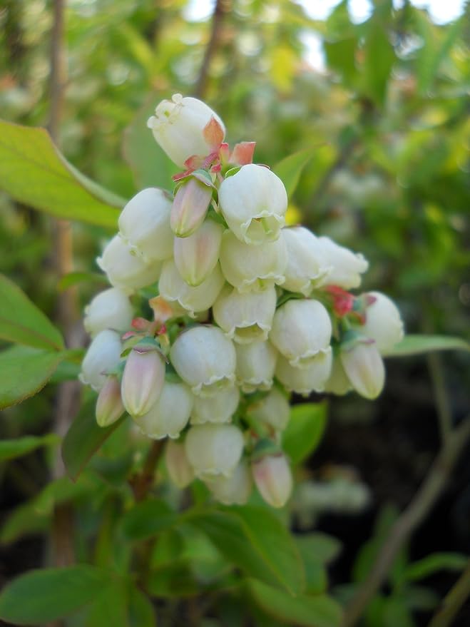 Vaccinium corymbosum 'Patriot' (HighBush Blueberry) Edible-Shrub, #3 - Size Container