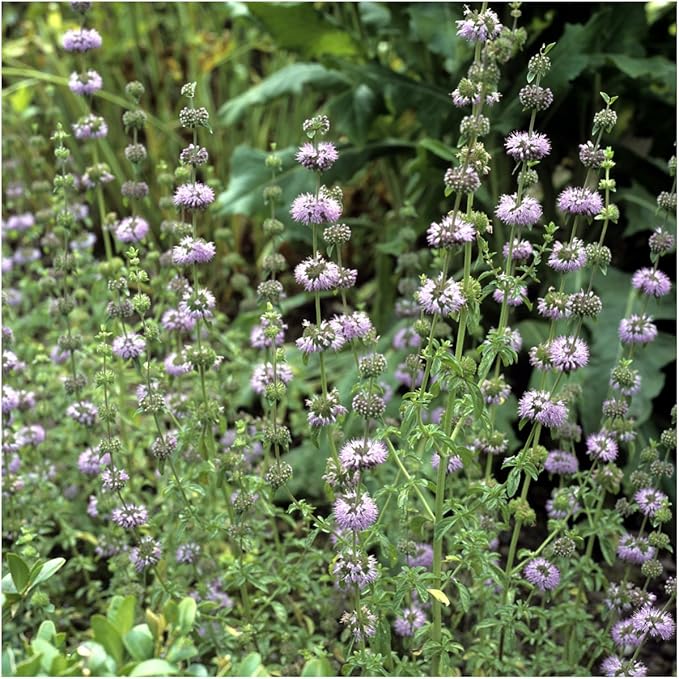 Seed Needs, Pennyroyal Mint Seeds - 1,000 Heirloom Seeds for Planting Mentha pulegium - Medicinal Herb Non-GMO & Untreated for Indoor/Outdoor Gardens (5 Packs)