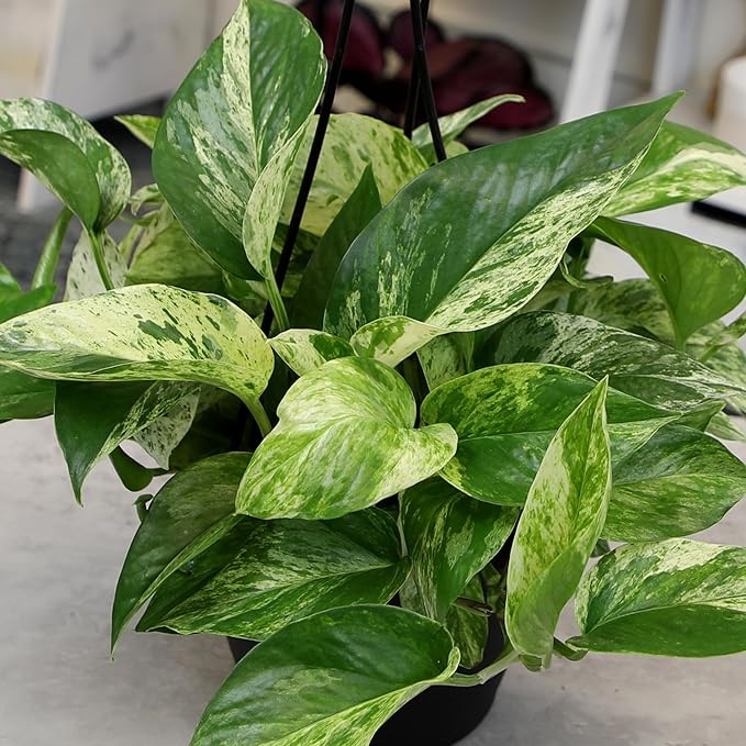 Marble Queen Pothos Hanging Basket, Variegated Pothos Live Plant Decor, Real Pothos Plant with Hanger, Desk Plant & Office Plant, Plant Gift, Easy to Grow House Plant by Plants for Pets