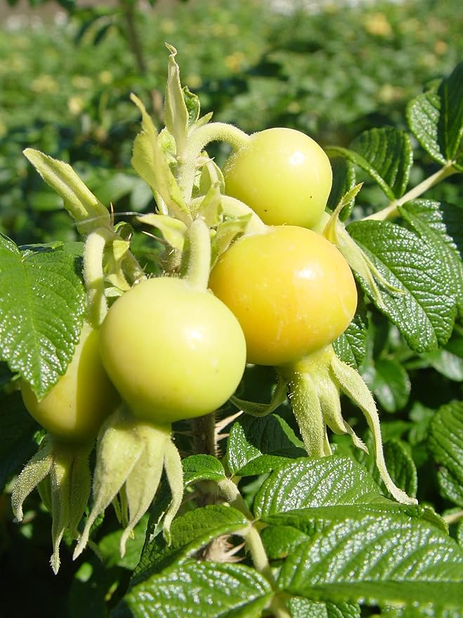 Rosa rugosa (Rugosa Rose) Rose, pink flowers, #3 - Size Container
