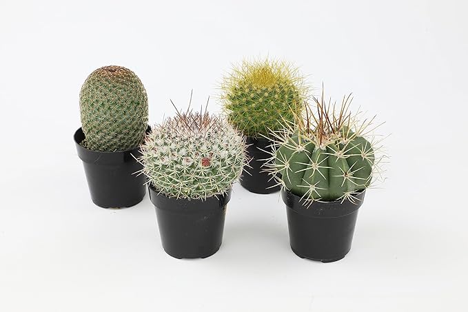 Altman Plants, Assorted Cactus Plants Live Plants (4 Pack), Live Cactus Plant Live Succulents Plants Live Houseplants, Cacti Live Indoor Plants Succulent Plants House Plants in Cactus Soil Potting Mix
