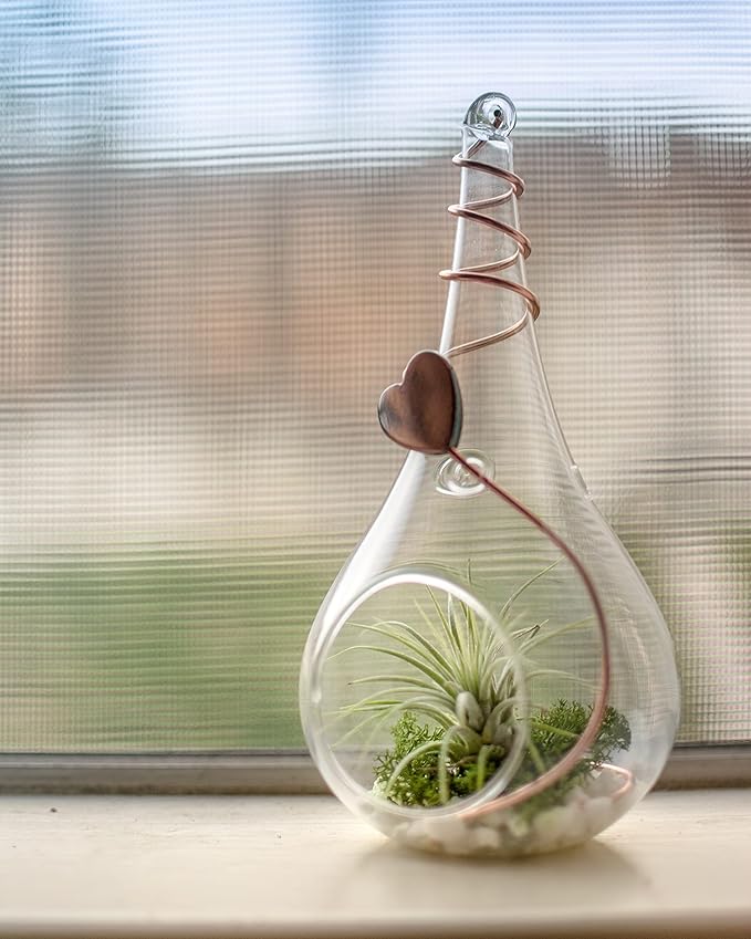 Air Plant Low Light House Plants Box (3PK) Tillandsia Air Plants Live Houseplants Live Indoor Plants Live Succulents Plants Live Terrarium Plants Live, Air Plant Holder Airplant Kit by Plants for Pets