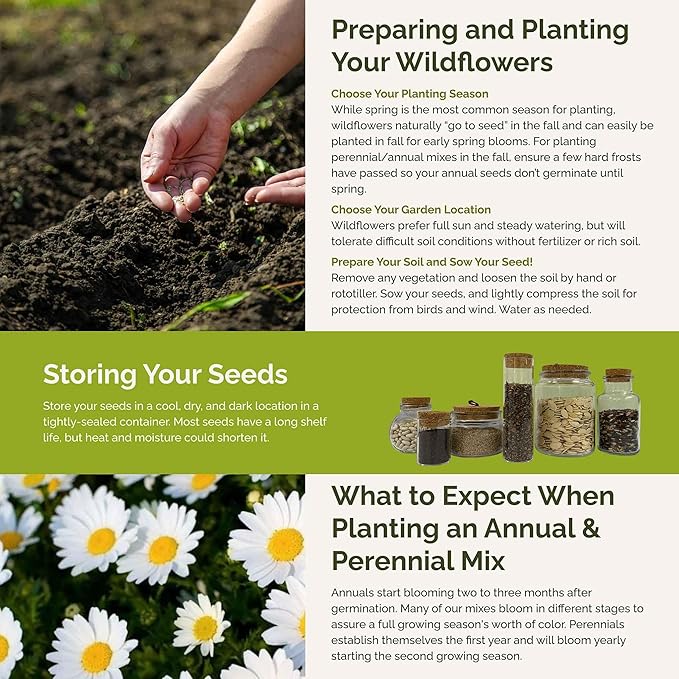 Eden Brothers Daisy Crazy Flower Mixed Seeds for Planting, 1/4 lb, 120,000+ Seeds with Creeping, Painted, Yellow Daisy | Attracts Pollinators, Plant in Spring or Fall, Zones 3, 4, 5, 6, 7, 8, 9, 10