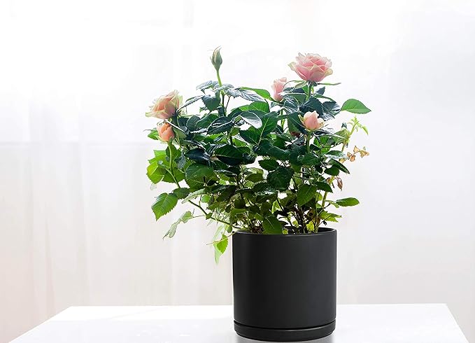 D'vine Dev Set of 2 Plants Pots, 8 Inch Ceramic Planter Pot for Plants with Drainage Hole and Saucer, Black, 94-V-D-2