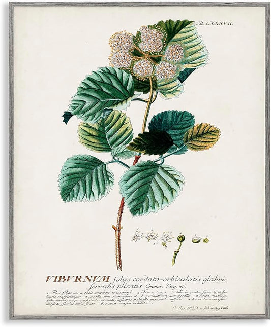 Stupell Industries Botanical Plant Illustration Seeds Vintage Design, Design by World Art Group, Grey Framed, 24 x 30