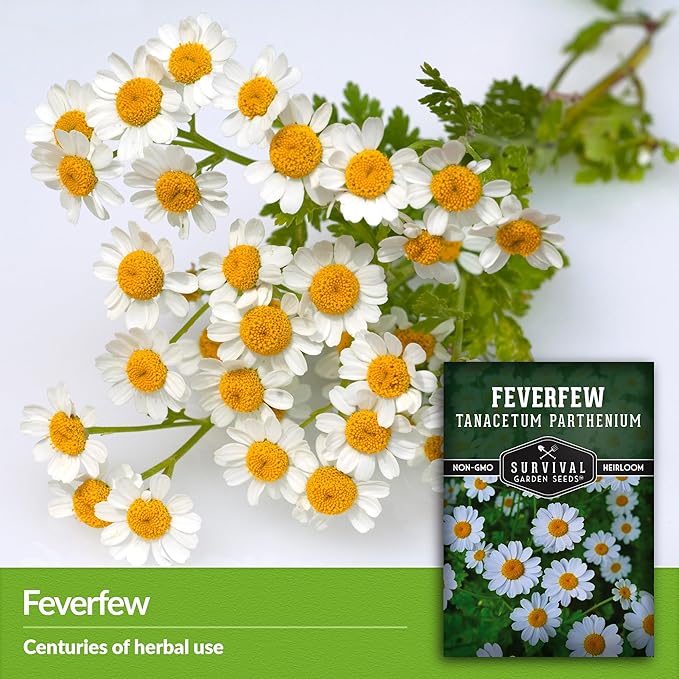 Feverfew Seeds for Planting - 2 Packets with Instructions to Plant and Grow Your Own Bachelor's Buttons in Your Home Vegetable or Herb Garden - Non-GMO Heirloom Variety - Survival Garden Seeds