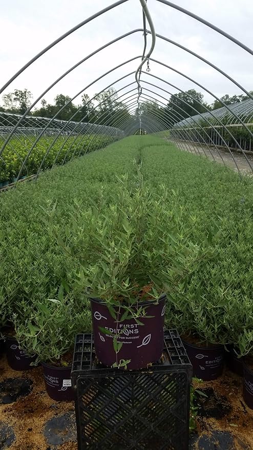 Caryopteris x cland. Sapphire Surf (Bluebeard) Shrub, 3-Size Container, Blue Flowers