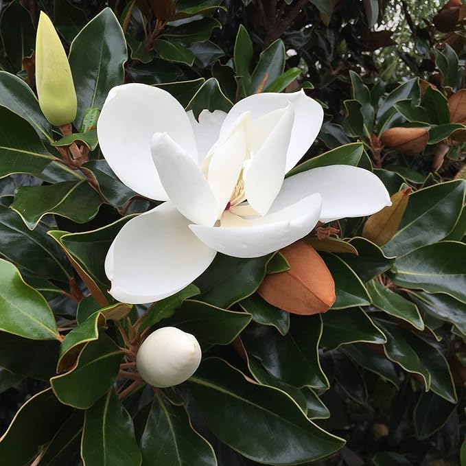 Southern Magnolia Seeds Magnolia Grandiflora Flowering Evergreen Ornamental Tree Fragrant Landscpaes Shage Trees Windbreaks Outdoor 10Pcs Flower Seeds by YEGAOL Garden