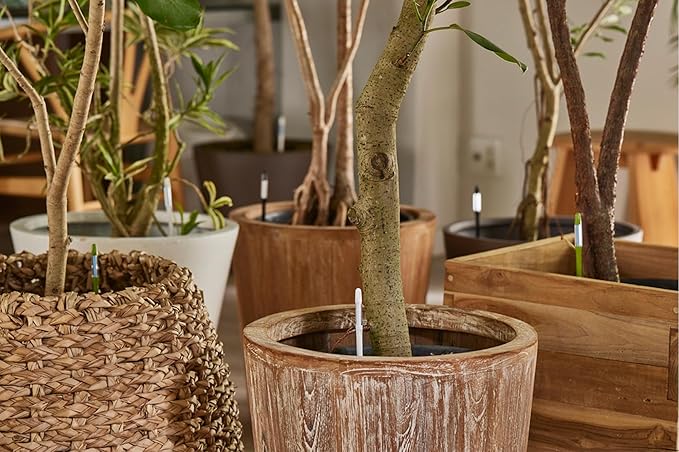 (Amazon Limited 5-Piece Set) Cabinoche SUSTEE Watering Checker Susty Set of 5 L Black Can Be Checked by Just Pointing to Check Watering Timing for Home Plants, Gardening, Interior Decoration