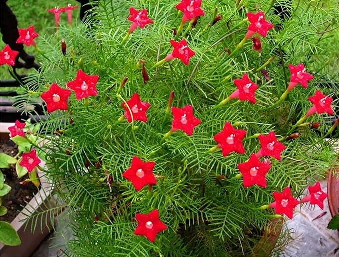Garden Plant Seed Flower Seed Ipomoea Quamoclit Seeds 100+ Cypress Vine Red Quamoclit Flower Climbing Annual Garden Heirloom
