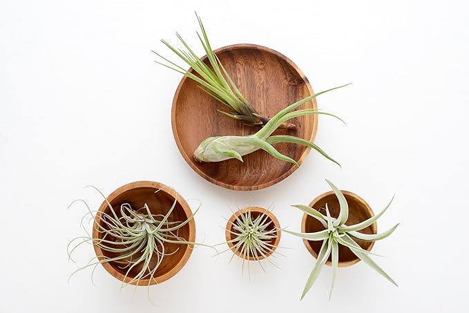 Tillandsia Air Plants Live Indoor Plants (75 Pack), Air Plants Bulk Party Favors or Wedding Favors Live Plants, Air Plant Lover Gifts, DIY Terrarium Kit, Air Succulents Plants Live by Plants for Pets