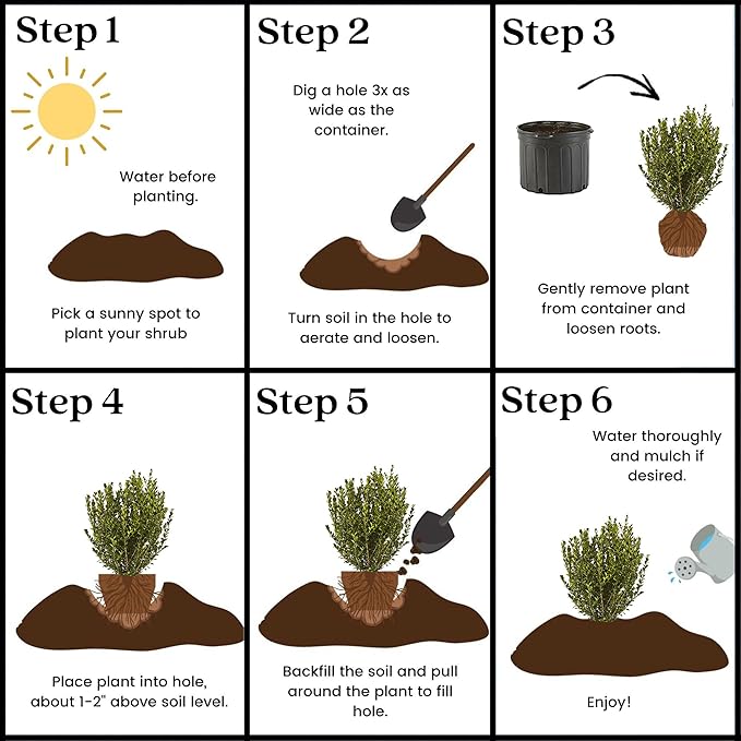 Boxwood Wintergreen, 3 Gallon