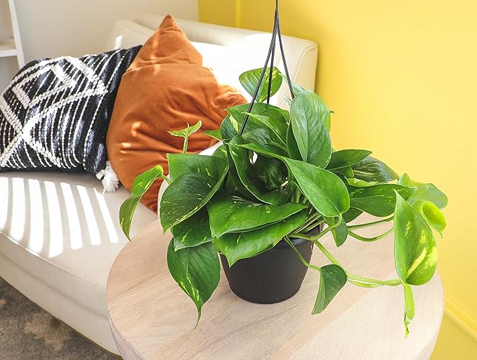 Golden Pothos Plant Live in Hanging Planter Pot Live by Plants for Pets, 1 Count