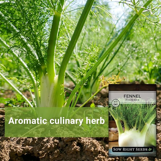 Sow Right Seeds - Florence Fennel Seed for Planting - Non-GMO Heirloom Packet with Instructions to Plant and Grow in Your Herbal Garden - Great for Seasoning and Cooking - Attract Pollinators (2)