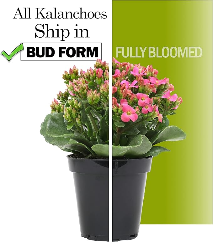 Kalanchoe Live Succulents Plants Live Flowers (3 Pack), Kalanchoe Plant Live Succulent Plants, Kalanchoe Plants Live Indoor Plants Live Houseplants, Fresh Flowers for Delivery Prime by Plants for Pets