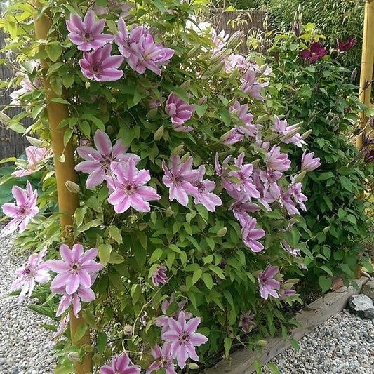 CHUXAY GARDEN Nelly Moser Clematis Seed 30 Seeds Exotic Charm Flowering Plant Adding a Decorative Appeal High Yield Flourishing