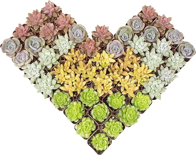 Live Succulents Plants Live Bulk Plant Tray (50 Pack), Bulk Succulents Live Indoor Plants Live Houseplants, Live Plants in Cactus and Succulent Soil Mix, Live Plant Kit Plant Gifts by Plants for Pets