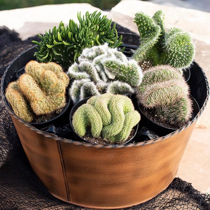 Altman Plants, Crested Live Cactus Plants Live Succulents (3PK), Cactus Plant Live Indoor Plants Live Houseplants, Live Plants Indoor Real Cacti Decor, Indoor House Plants Live Succulents Plants Live