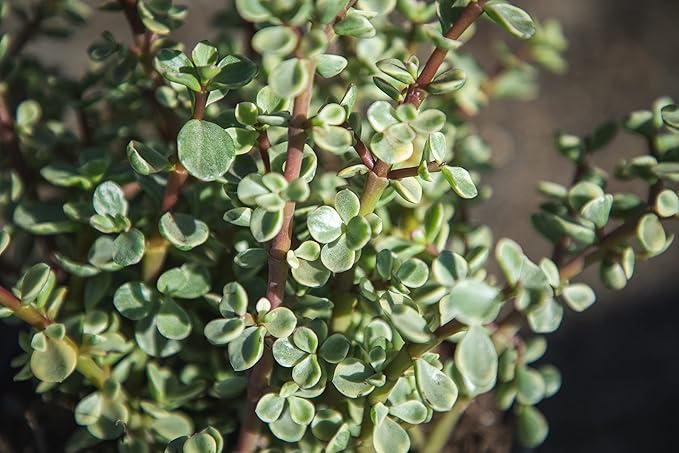 Succulents Plants Live Indoor Plants, Portulacaria Variegata Live Houseplants, Live Succulents Live Plants Indoor Succulent Plants, Indoor Plant Real Succulents Plants House Plants by Plants for Pets