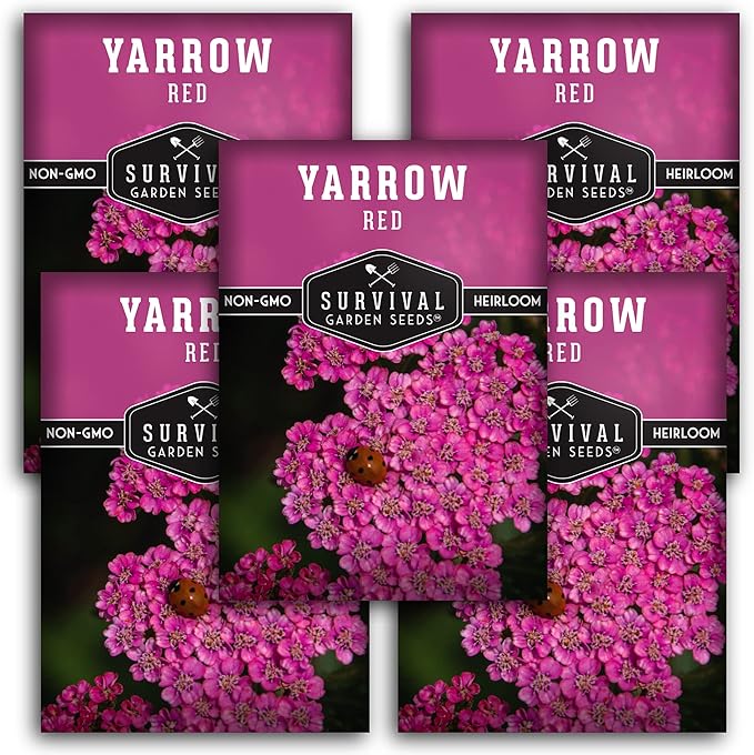 Red Yarrow Seed for Planting in The Garden - 5 Packs with Instructions to Plant and Grow Common Yarrow - Medicinal Herb Wildflowers - Heirloom, Non-GMO, Open-Pollinated Seeds for The Survival Garden
