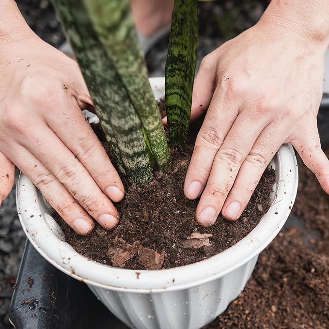 Premium Snake Plant Soil Mix 4qt, Indoor Plants Potting Mix for All Potted Snake Plants, Promote Healthy Growth and Easy Care