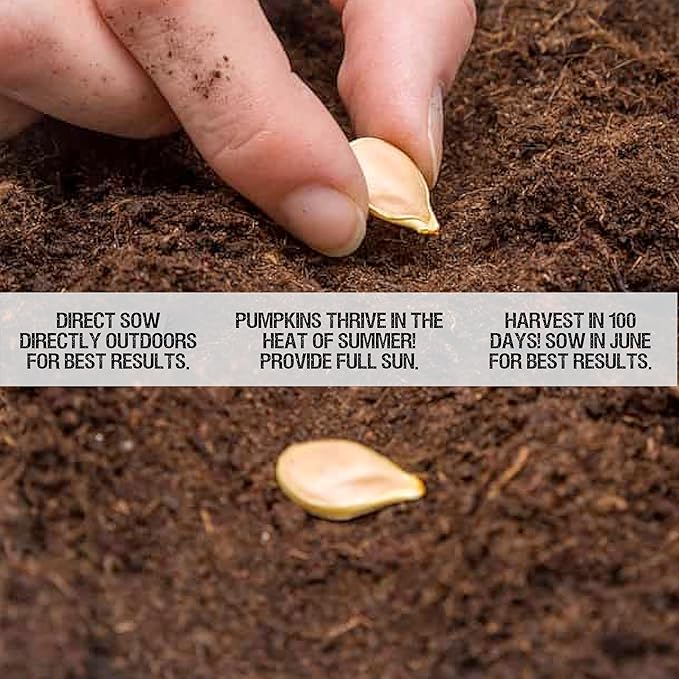 Seed Needs, Blue Jarrahdale Pumpkin Seeds - 20 Heirloom Seeds for Planting Cucurbita maxima - Non-GMO & Untreated - Tasty Decorative Pumpkin for Halloween & Fall (5 Packs)