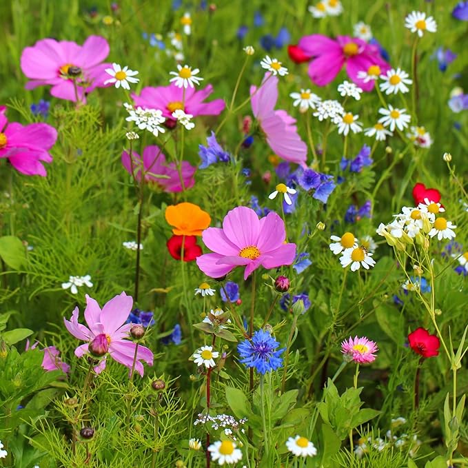 Illinois Wildflower Seed Mix, Covers 325 Sq Ft, 16 Flower Varieties, Over 40,000 Seeds, Created By Nature