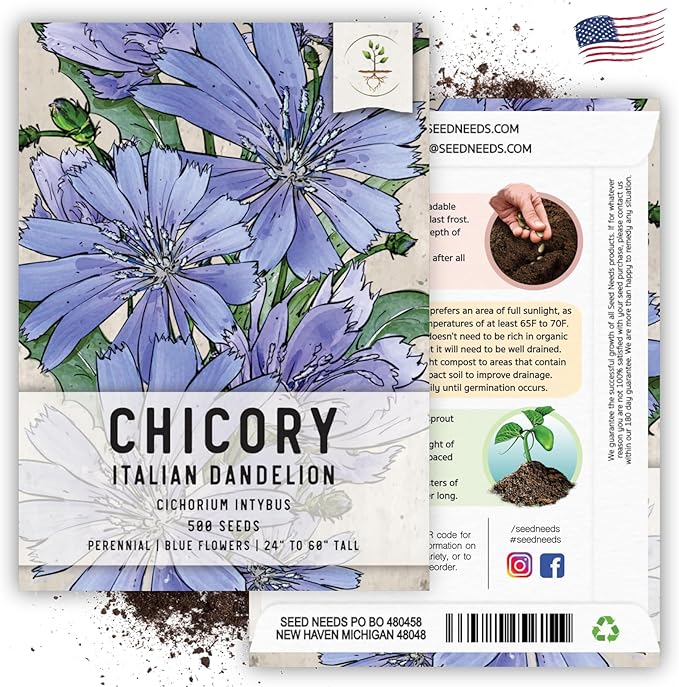 Seed Needs, Chicory Seeds - 500 Heirloom Seeds for Planting Cichorium intybus - Blue Floweres/Wildflowers, Non-GMO & Untreated, Italian Dandelion (2 Packs)