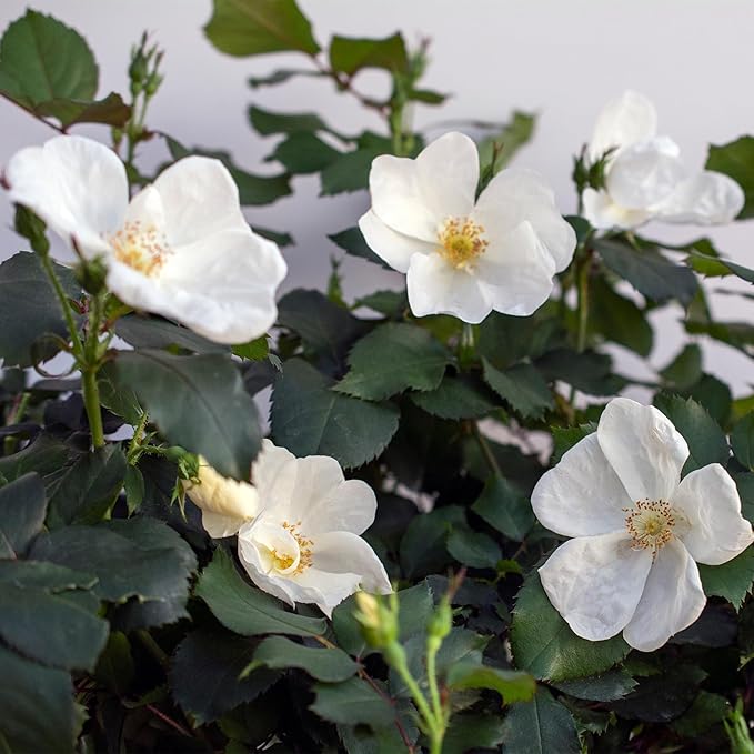 1 Gallon The White Knock Out® Rose Plant with Pure White Blooms