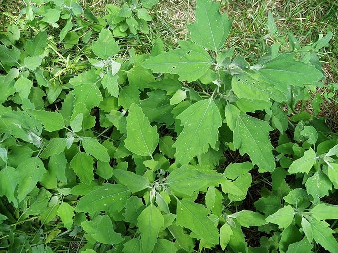 KVITER 5000 Lambs Quarter Seeds (Chenopodium Album) - Lambsquarter, White Goosefoot, Wild Spinach (Fat-Hen) - Edible Weeds, Heirloom Seeds, Drought-Tolerant Herb Seeds, Ideal for Kitchen Garden