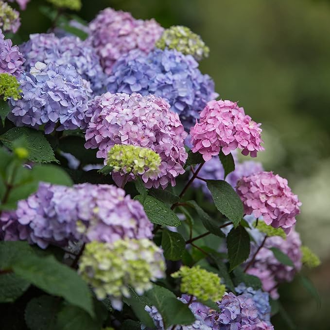 1 Gal. Endless Summer Bloomstruck Hydrangea
