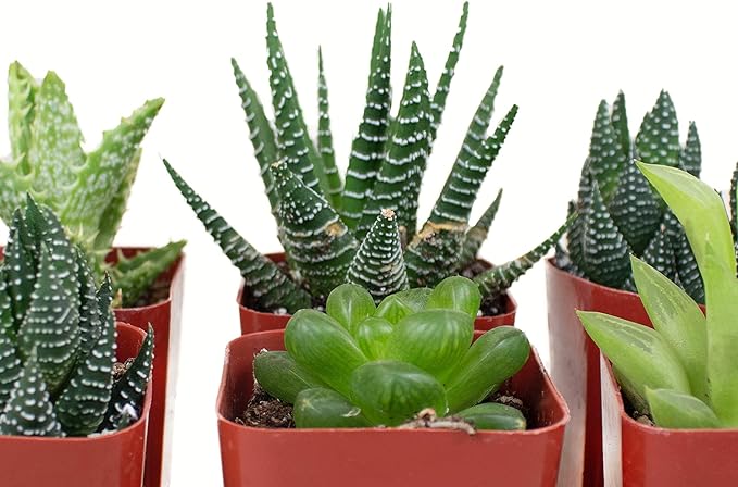 Shop Succulents | Haworthia Collection | Assortment of Hand Selected, Fully Rooted Alluring Miniature Aloe Live Indoor Succulent Plants, 6-Pack,