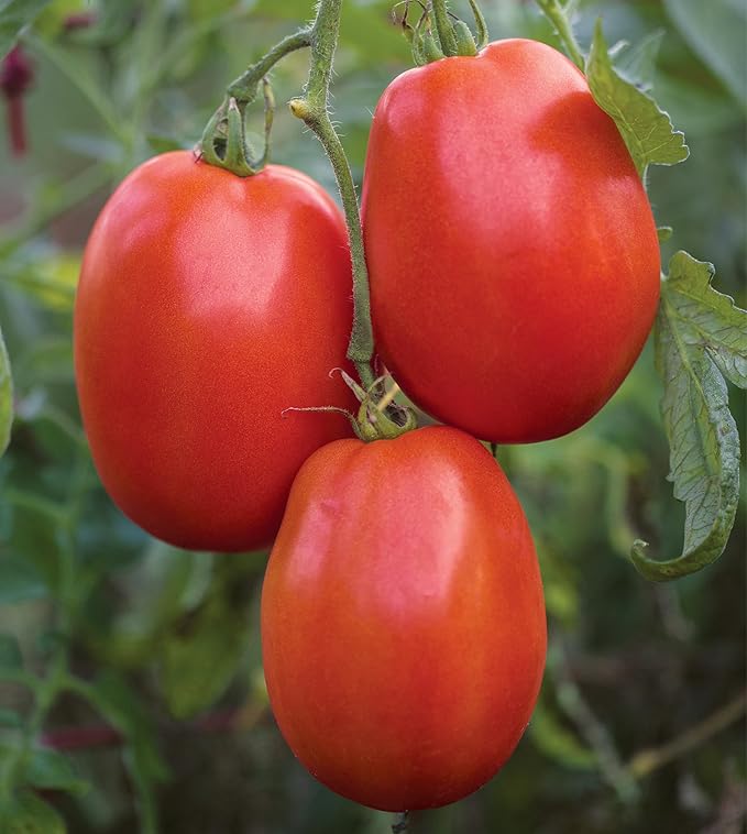 Burpee Exclusive 'SuperSauce' Hybrid, 25 Non-GMO Large Red Sauce & Paste Tomato Variety, Vegetable Seeds for Planting Home Garden