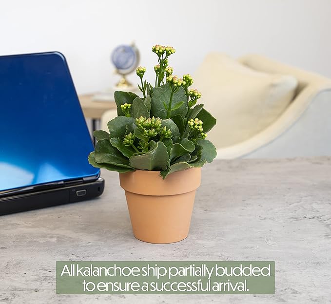 Kalanchoe Plant Succulents Plants Live Houseplants, Live Succulents Live House Plants in Clay Pots, Succulent Plants Live Plants Indoor Plants, Live Succulent Plant Lover Gifts by Plants for Pets