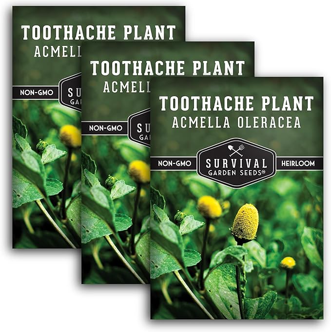 Toothache Plant Seeds for Planting - 3 Packets with Instructions to Plant and Grow Electric Daisy in Your Home Herb Garden - Non-GMO Heirloom Variety - Survival Garden Seeds