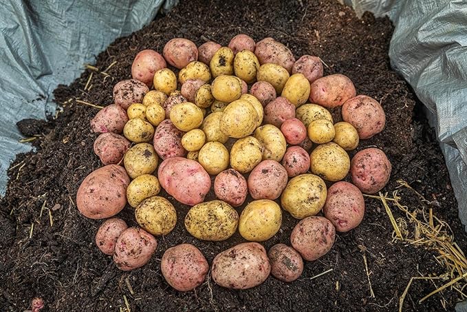 Gardzen 6 Pack BPA-Free 10 Gallon Vegetable Grow Bags with Access Flap and Handles, Suitable for Planting Potato, Taro, Beets, Carrots, Onions, Peanut