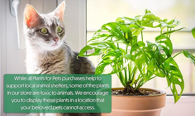 Golden Pothos Plant Live in Hanging Planter Pot Live by Plants for Pets, 1 Count