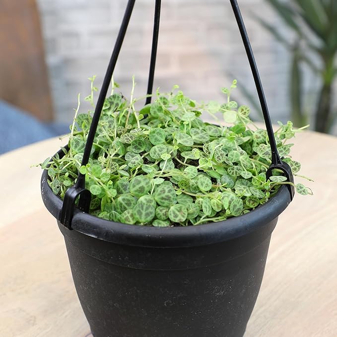 String of Turtles Live Plant Hanging Basket, Peperomia prostrata, Live Succulents Plants Live Houseplants, House Plants Indoors Live Indoor House Plants, Peperomia Live Plant Basket by Plants for Pets
