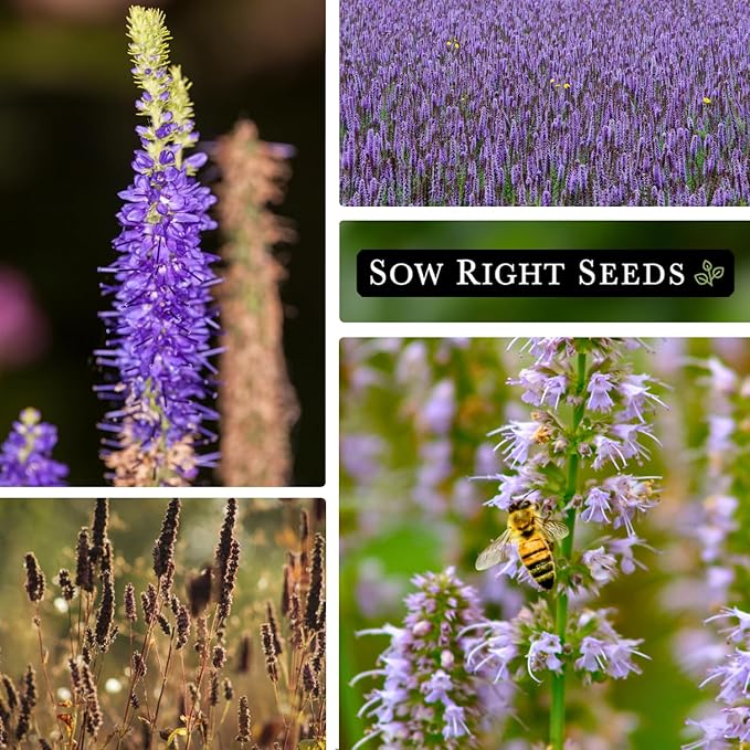 Sow Right Seeds - Nettleleaf Horsemint Seed for Planting - Medicinal Herb Giant Hyssop - Non-GMO Heirloom - Instructions to Plant and Grow an Herbal Tea Garden Indoors or Outdoors