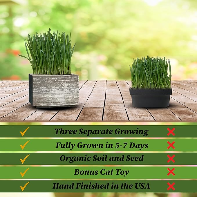 Cali Kiwi Organic Cat Grass Kit - Cat Grass for Indoor Cats with Toy – Natural Hairball Remedy, Supports Digestion & Health, Single Planter & Great Value (Sea Foam)