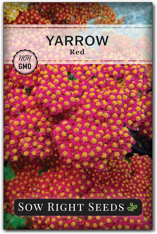Sow Right Seeds - Achillea Yarrow Red Seeds for Planting - Flowering Herb to Plant in Your Home Garden - Non-GMO Heirloom Packet with Instructions - Favorite Perennial to Attract Pollinators