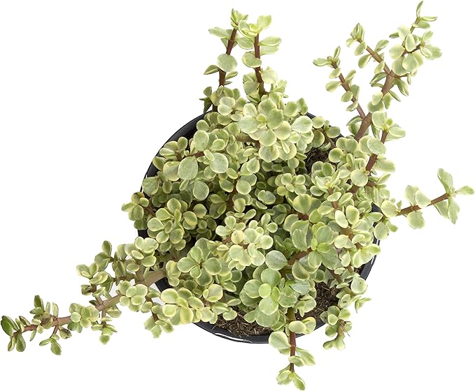 Succulents Plants Live Indoor Plants, Portulacaria Variegata Live Houseplants, Live Succulents Live Plants Indoor Succulent Plants, Indoor Plant Real Succulents Plants House Plants by Plants for Pets