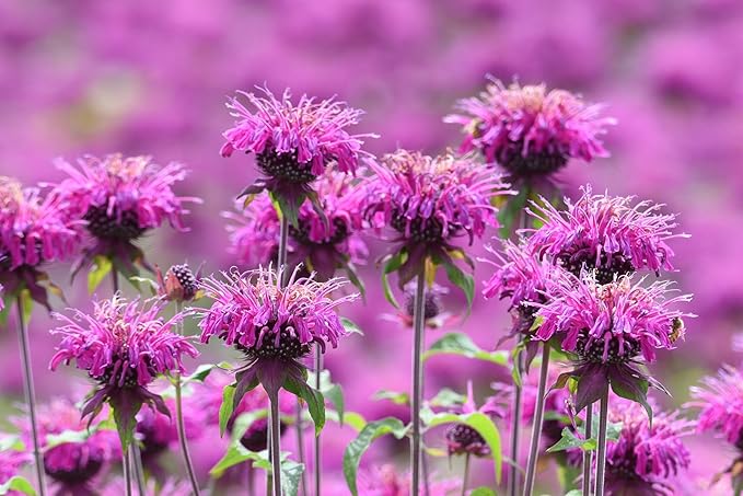 TKE Farms & Gardens - Wild Bergamot Bee Balm Seeds, 1000+ Heirloom Non-GMO Perennial Herb Seeds for Indoor/Outdoor Gardens, Attracts Butterflies & Pollinators, Monarda fistulosa