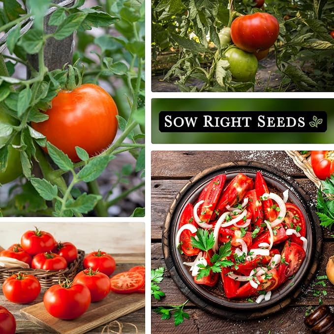 Sow Right Seeds - Beefsteak Tomato Seeds for Planting - Non-GMO Heirloom Packet with Instructions to Plant a Home Vegetable Garden - Indeterminate, Super Large and Bright Red Fruits (2)