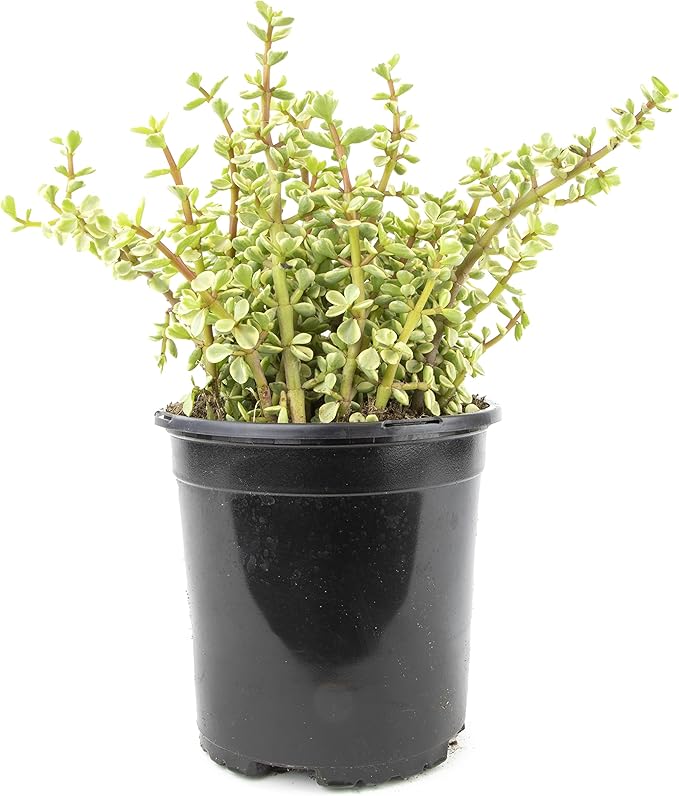 Succulents Plants Live Indoor Plants, Portulacaria Variegata Live Houseplants, Live Succulents Live Plants Indoor Succulent Plants, Indoor Plant Real Succulents Plants House Plants by Plants for Pets