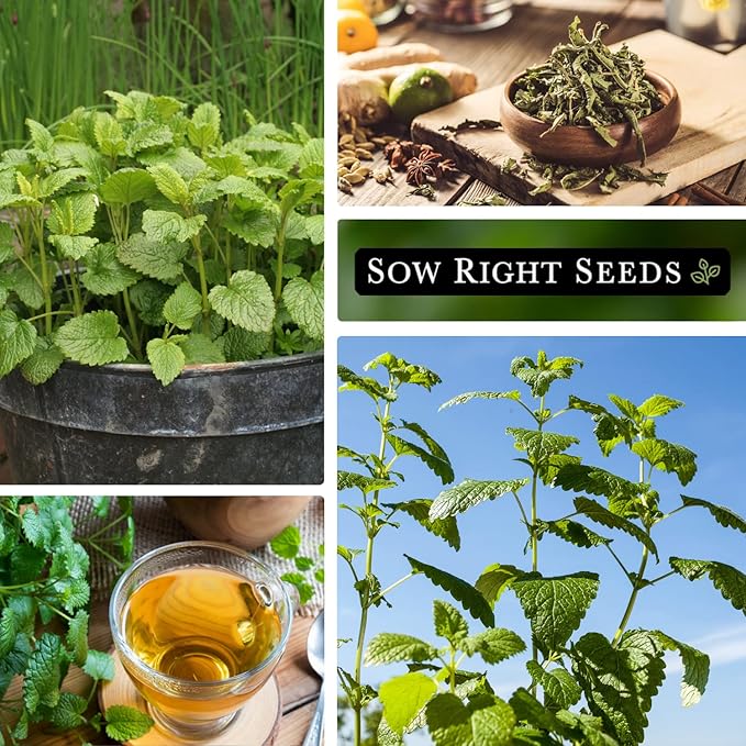 Sow Right Seeds - Lemon Balm Seeds for Planting - Non-GMO Heirloom Packet with Instructions - Easy to Grow Herb Garden - Aromatic Herb and Great for Herbal Teas - Perennial Mint Relative (2)